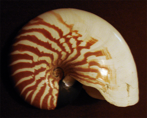 Le monde des Coquillages et la magie Lunaire. Nautilus_macromphalus