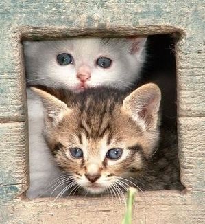 http://a4.idata.over-blog.com/300x326/1/28/98/52/IMAGES-5/chatons.jpg